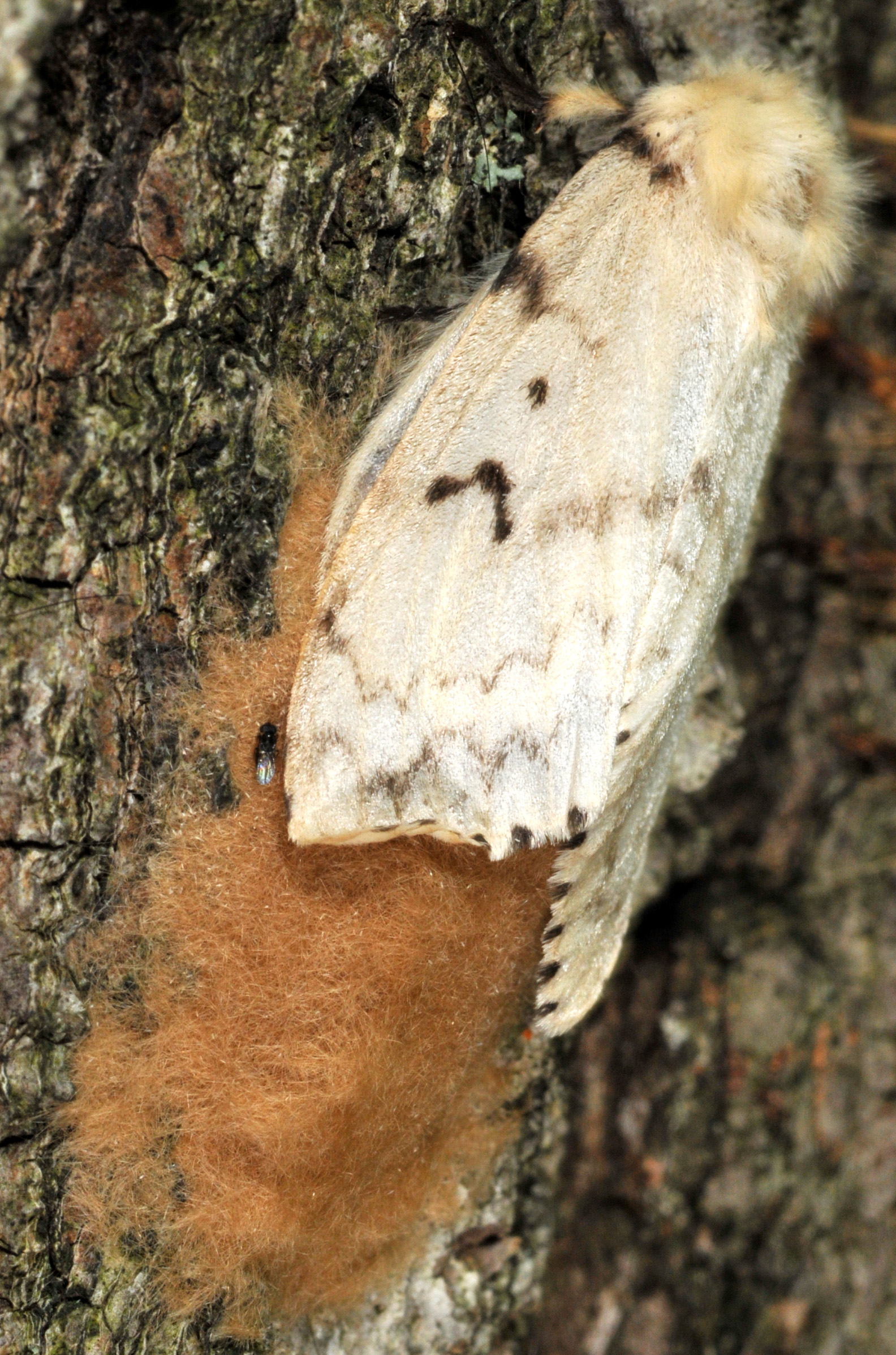 Spongy moth adult with egg mass. (Photo Credit: John Obermeyer)