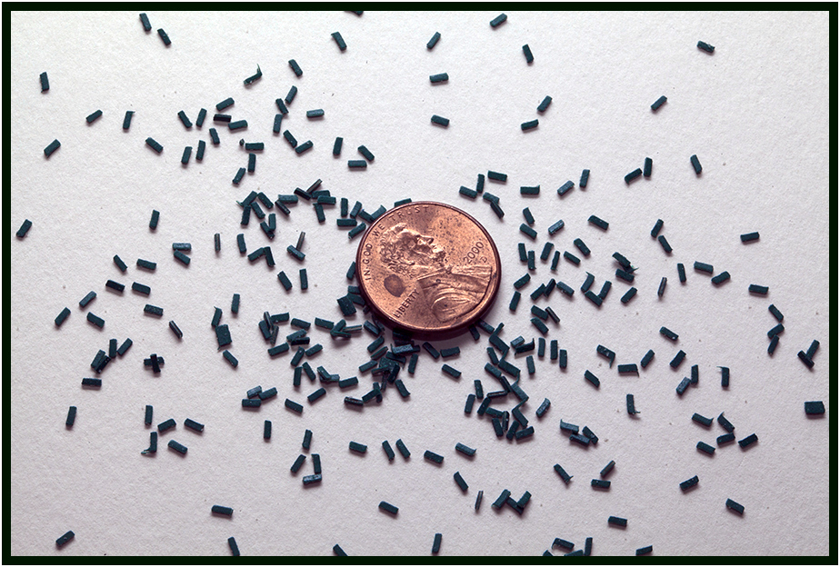 Pheromone flakes (in relation to size of a penny). (Photo Credit: John Obermeyer)