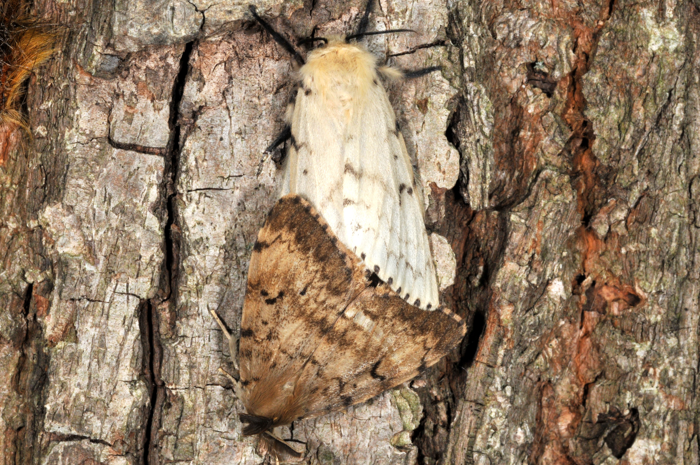 Collection of specimens through a pheromone-based gypsy moth