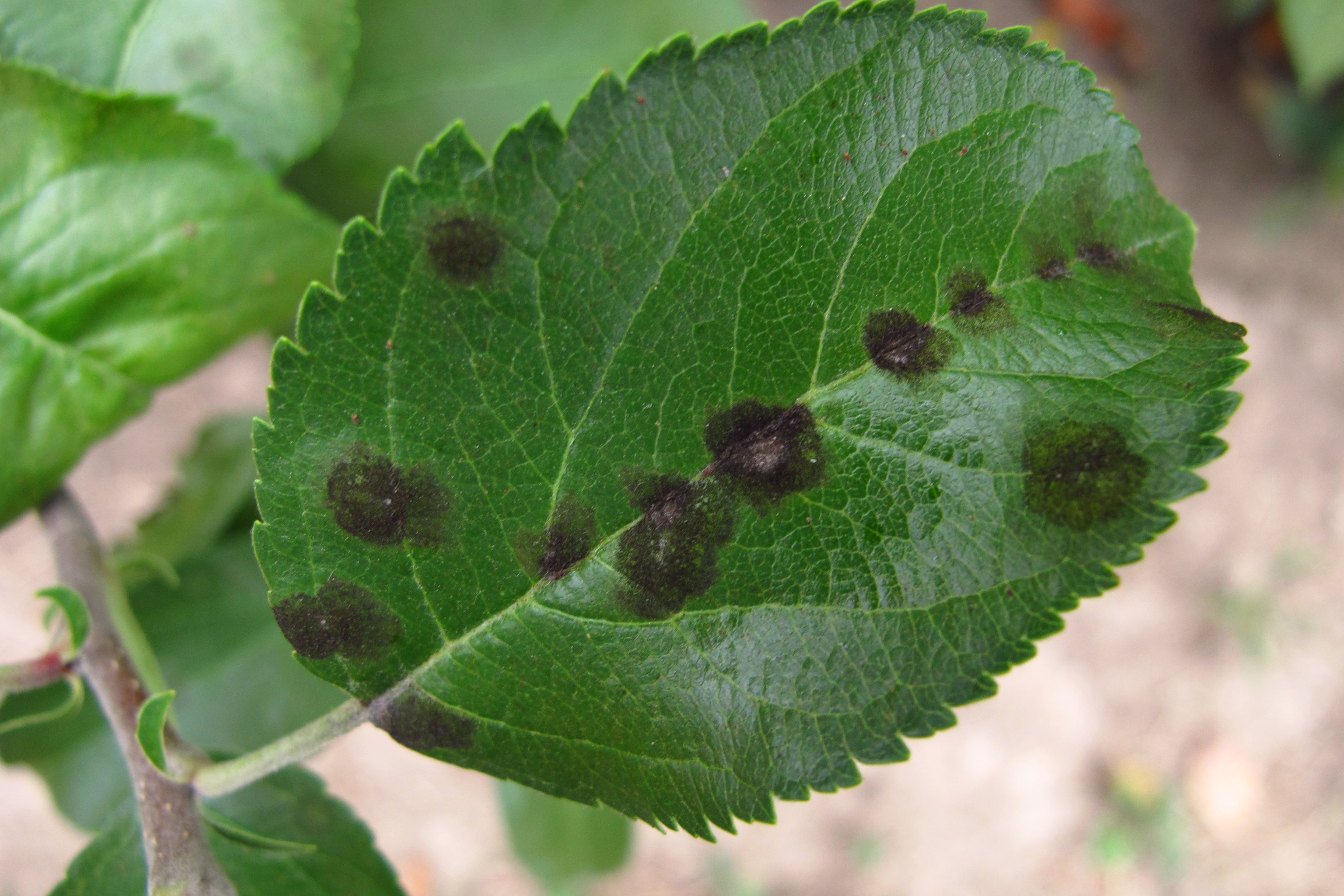 crabapples-resistant-to-apple-scab-and-japanese-beetle-in-indiana