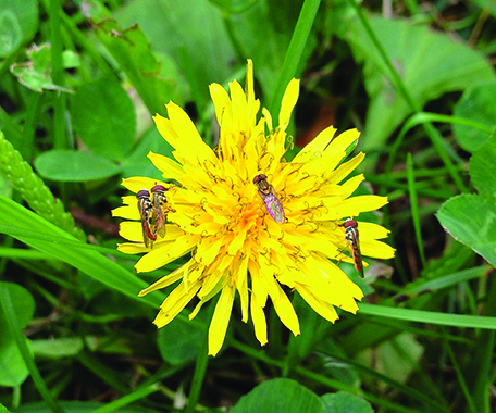 Figure 5. Common weeds like dandelions are highly attractive to pollinating insects like these hover flies.