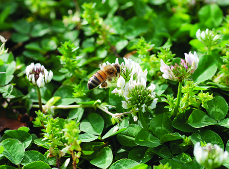 Figure 6. White clover is a common weed that attracts honey bees.