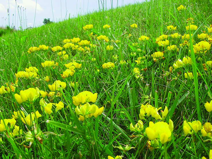 Figure 7. Birdsfoot trefoil is a common weed in low-maintenance turfgrass that attracts pollinators.