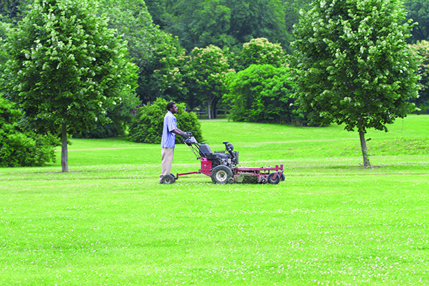 Figure 9. Mow to reduce the number of flowers before you apply insecticides to turf.