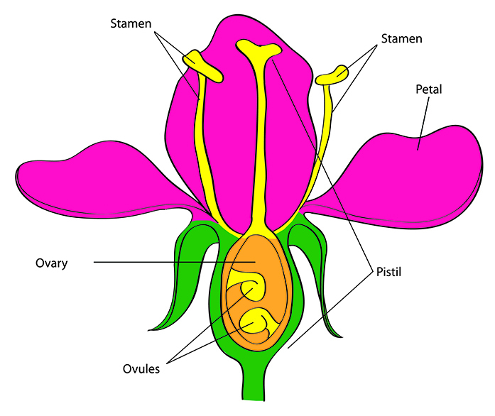 Figure 1. Pollinators fertilize plant flowers by carrying pollen from the flower’s stamen (the male reproductive structure) to the pistil (female reproductive structure). The pollen moves down the pistil and ultimately fertilizes the ovule, which produces the fruit and seed.