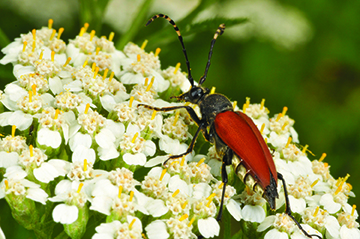 Figure 4. Many different pollinators visit a wide variety of flowering plants. These photos show a hummingbird clearwing moth, a flower longhorn beetle, a mining bee, a bee fly, and a soldier beetle.