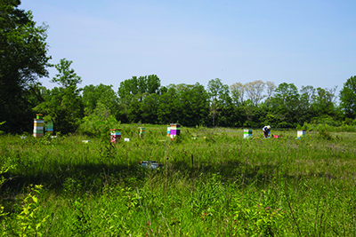 Figure 11. Field with boxes of bees.