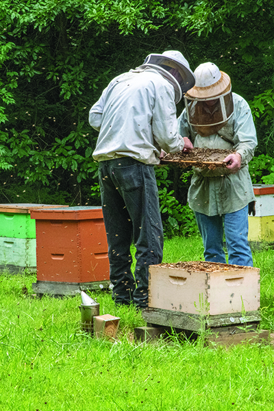 Figure 12. Checking a bee hive.