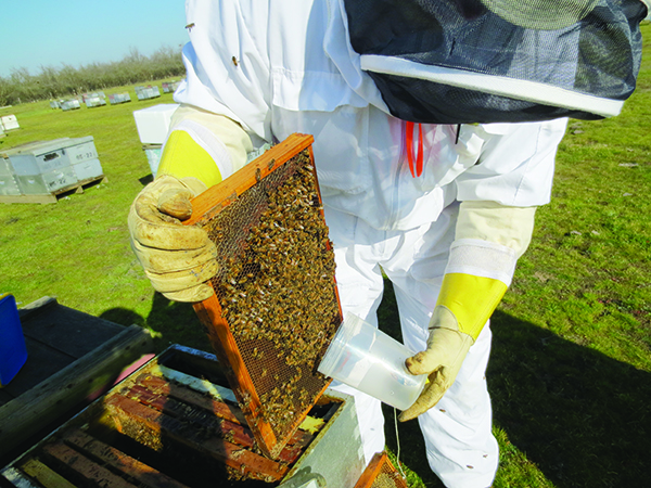 Veterans protect national food security by becoming beekeepers