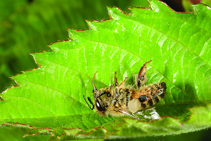 Figure 1. A dead honey bee on a blackberry leaf.