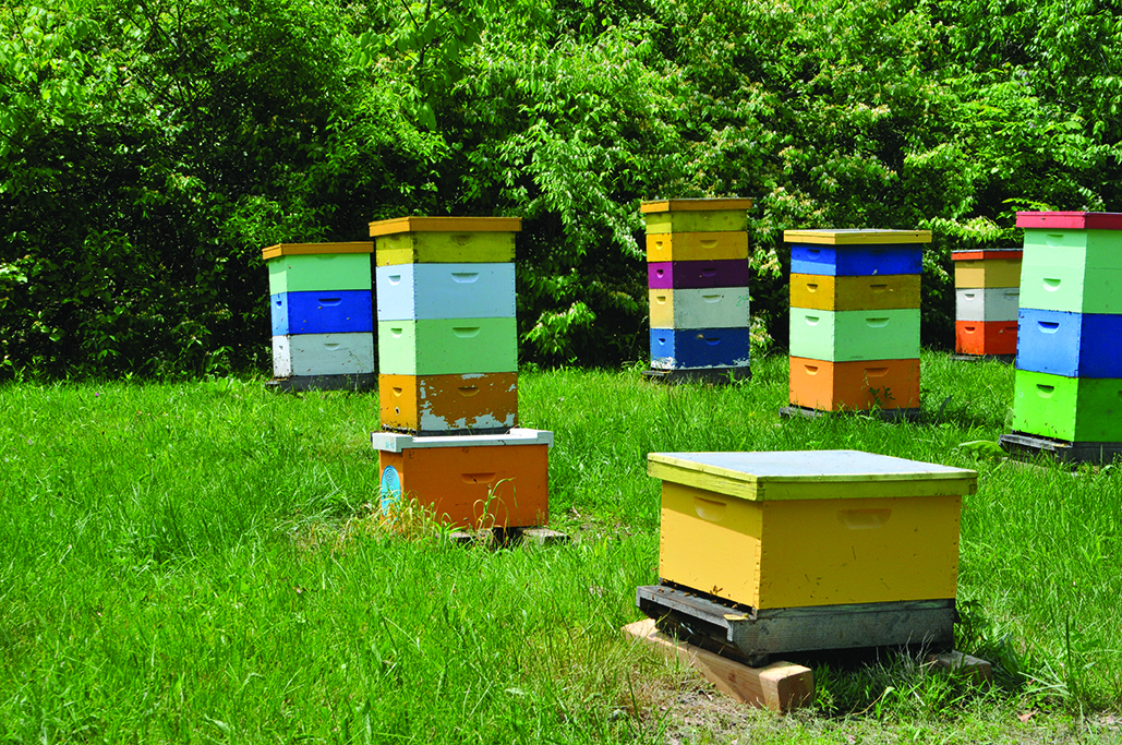 Figure 13. A honey bee yard.