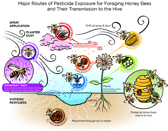 Figure 2. This illustration shows the major ways foraging bees are exposed to pesticides and transmit them to the hive.