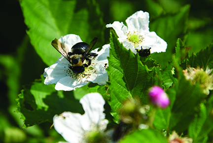Figure 8. Avoid applying insecticides when pollinators are actively foraging in the area (like this bumblebee on blackberry flower).