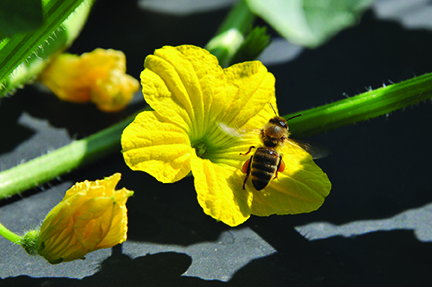 Figure 9. Cantaloupe flowers only open once and close in the late afternoon, so time pesticide applications to avoid harming pollinators, like this honey bee.