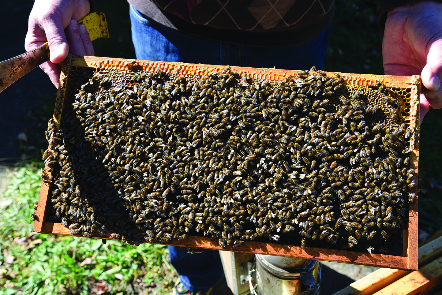 Figure 9. A beekeeper's goal is to manage bees so they remain healthy and productive. An applicator's goal is to safely manage crop pests. These goals can exist at the same time as long as everyone does their part.