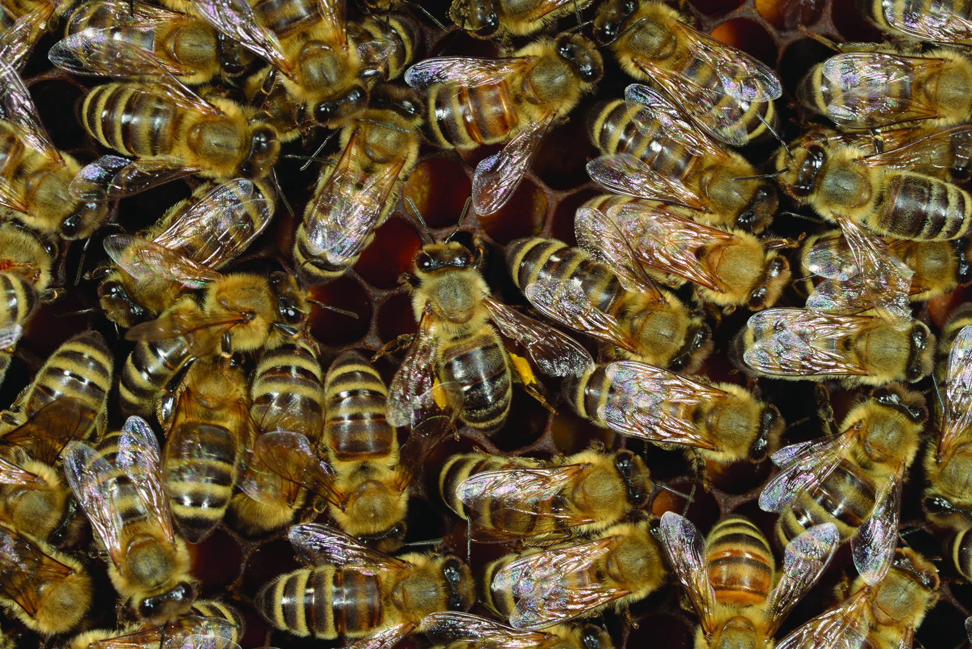 Figure 1. The close quarters of a honey bee hive make it easy to spread diseases, mites, pesticides, or other stressors.