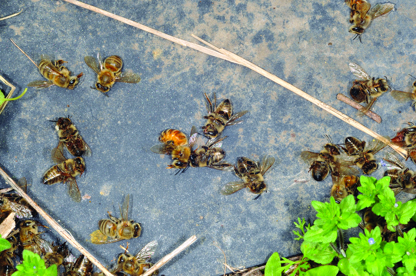 Figure 10. The sudden appearance of dead bees outside of hives is often a sign of pesticide poisoning.
