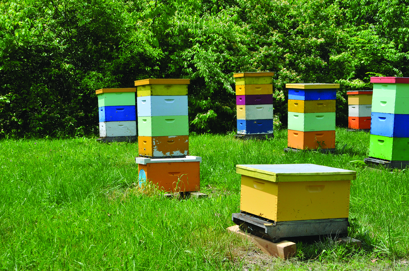 Figure 11. Hives in an apiary.