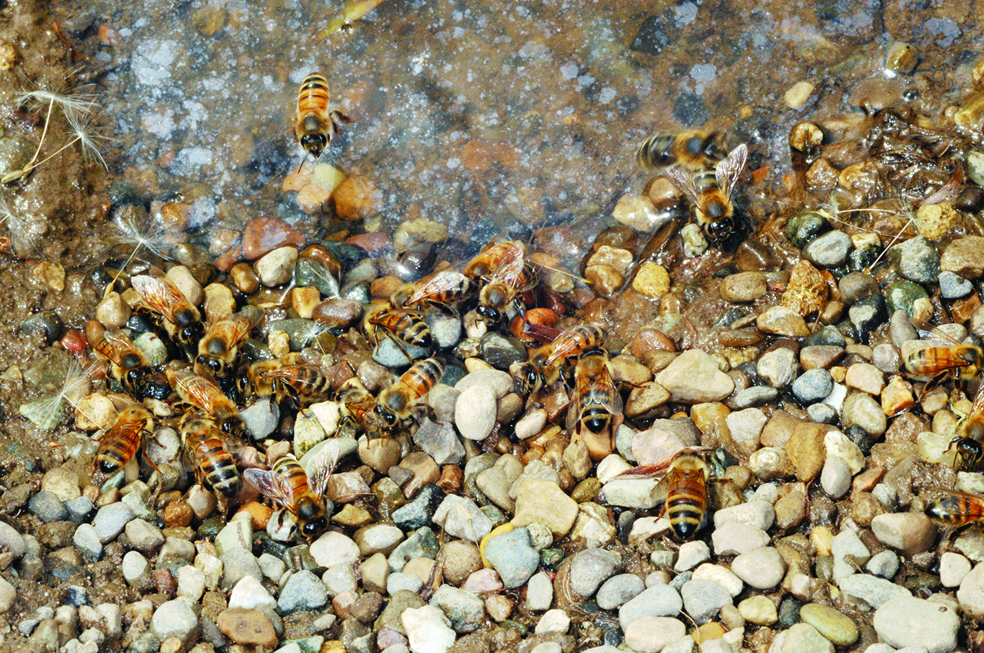 Figure 5. Honey bees drinking stagnant water next to a field.