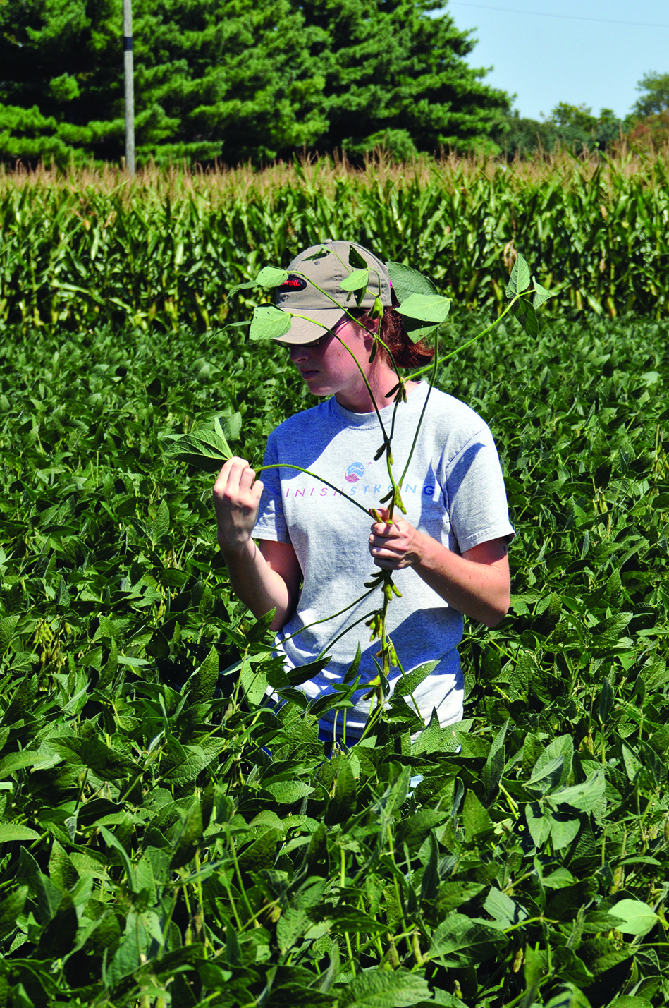 Figure 8. Scouting fields helps detrmine whether insect pest populations are at a level that warrant treatment.