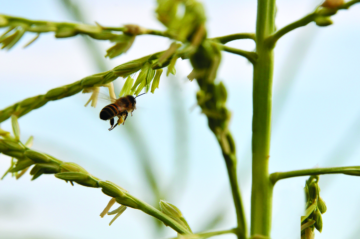 Pollinators (such as this honey bee) often are in, or around, agronomic crops.