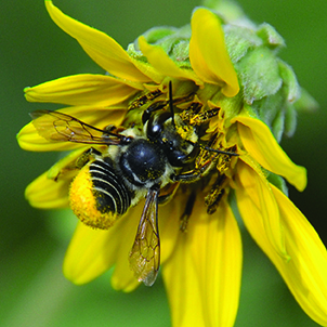 There are many different kinds of pollinator species (butterflies, bees, moths, and more), including this leaf cutter bee (Megachile ssp.) on a sunflower.
