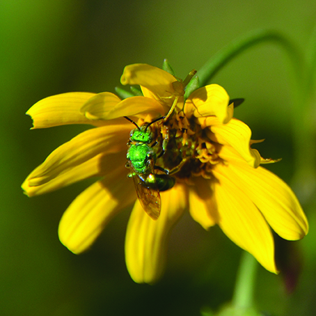 Figure 2. A sweat bee (Augochloropsis sp.) on a sunflower.