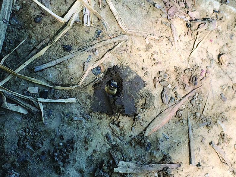 Figure 3. this photo shows a hibiscus specialist bee species (Ptilothrix bombiformis) emerging from a ground nest.