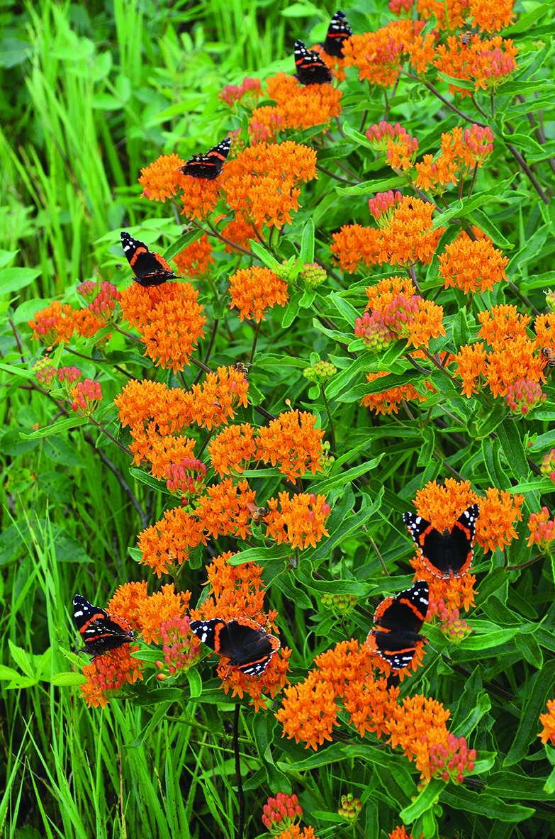 Figure 4. This photo shows red admirals (Vanessa atalanta) on butterflyweed.