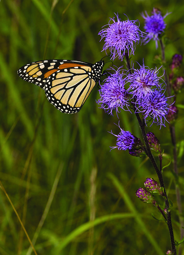 There are many different kinds of pollinator species (butterflies, bees, moths, and more), including this monarch butterfly (Danaus plexippus) on rough blazing star.