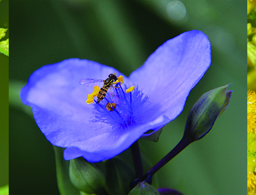 Figure 2. This photo shows a syrphid fly (Toxomerus germinatus) on Ohio spiderwort.