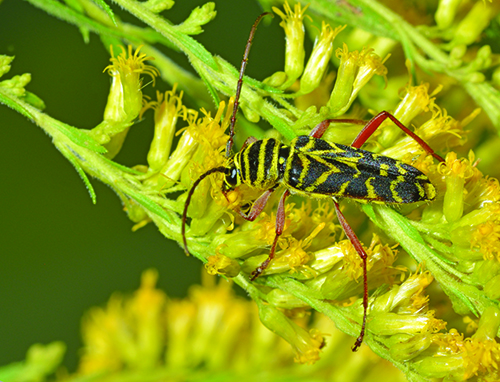 Figure 3. A locust borer (Megacyllee robiiae) foraging on goldenrod.