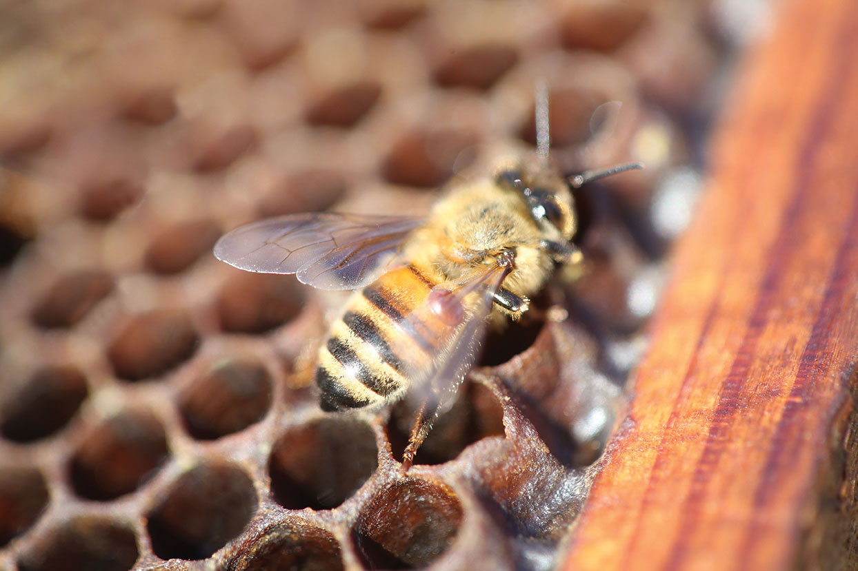 Figure 1. This photo shows a tiny varroa mite (the small, coppery brown disk) on the back of a honey bee.