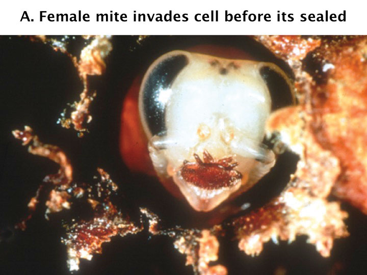 Figure 2a. An adult female mite in a honey bee brood cell before it is sealed.
