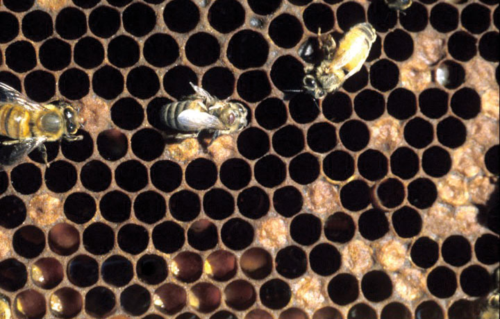 Figure 3. This photo shows symptoms of parasitic mite syndrome. Note the two worker bees with deformed wings and a mite on the bee in the center. The brood pattern is spotty because bees have removed dead larvae.
