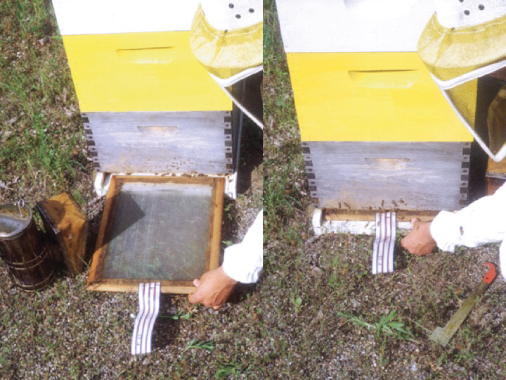 Figure 4. This beekeeper is inserting a homemade sticky board sampling device into a hive to monitor varroa mite populations.