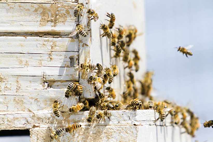 Figure 5. Bee hive.