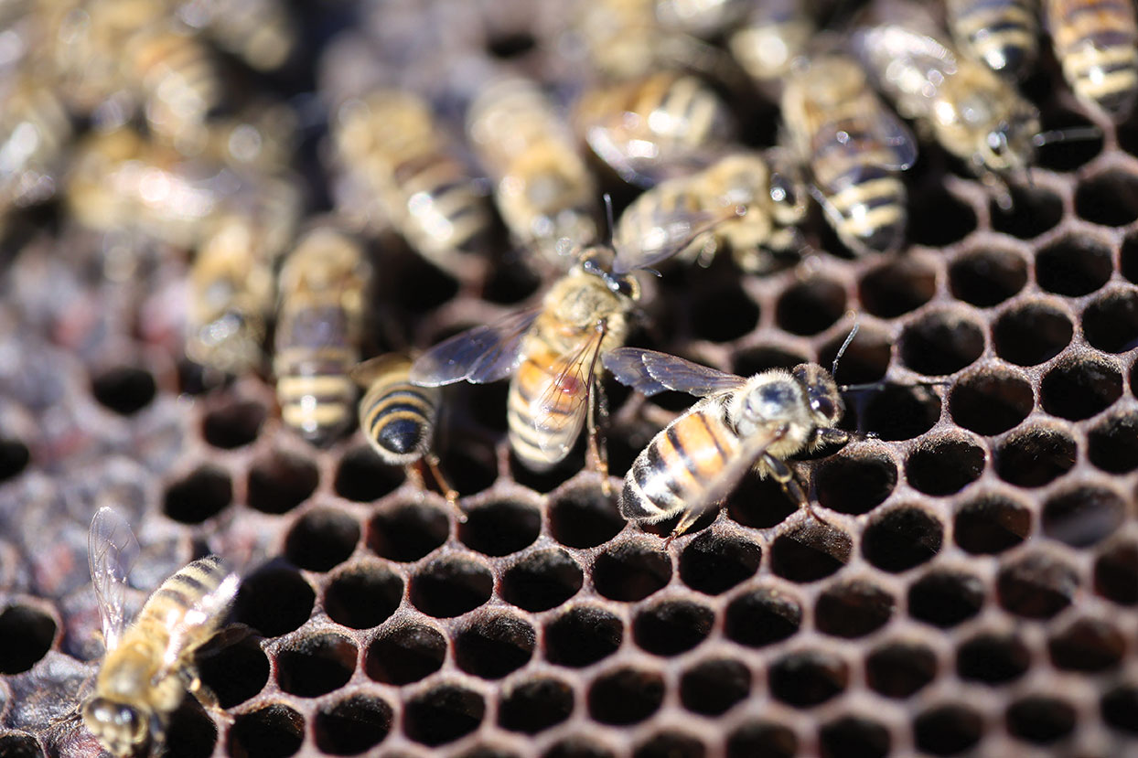 Honey Bee Control, Management, & Treatment: Honey Bee Info