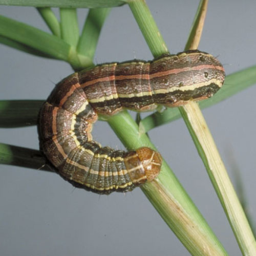 Armyworm larva