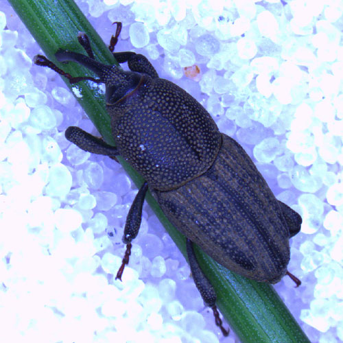 Billbug adult