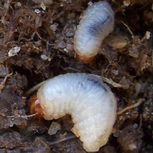 Billbug larvae