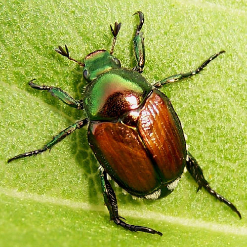 Japanese beetle adult