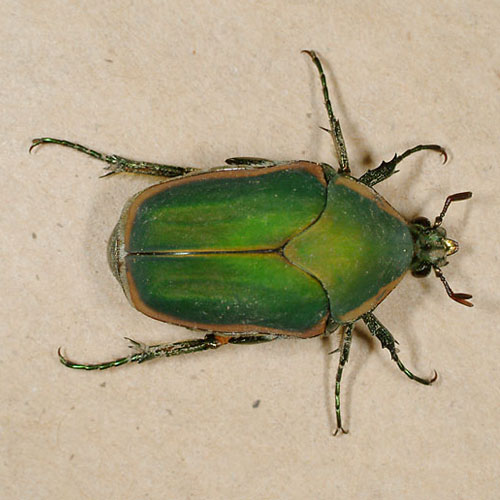 June beetle adult