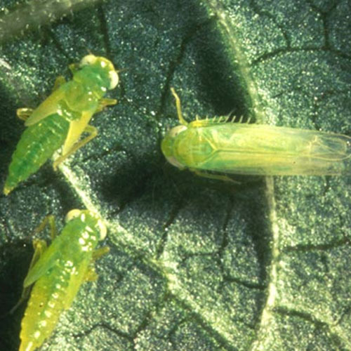 Leafhopper adult and nymphs