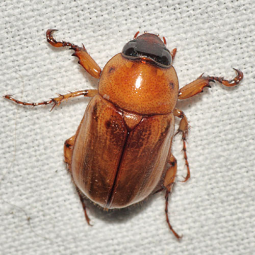 Masked chafer adult