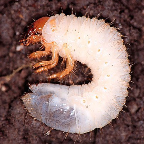 Masked chafer larva