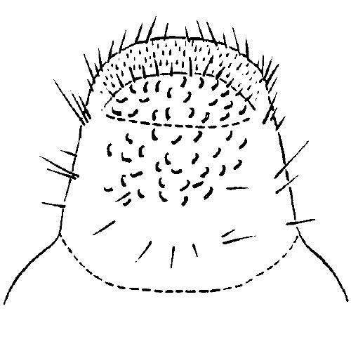 Masked chafer larval raster
