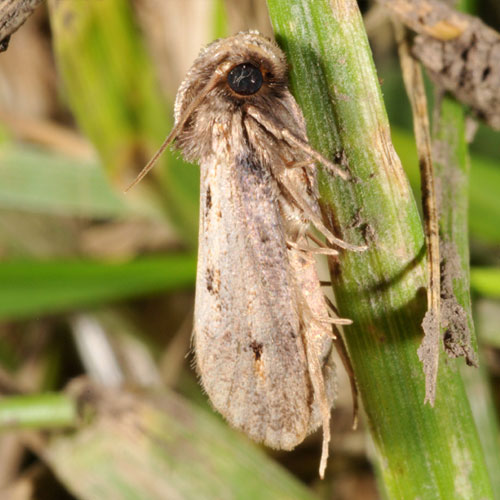 Sod webworm adult