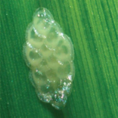 Sod webworm eggs