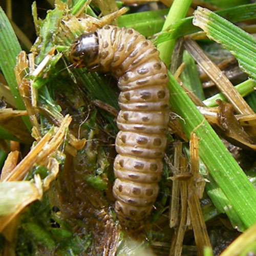 Sod webworm larva